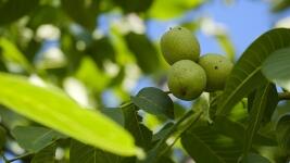 ořešák nut-3536520 1280